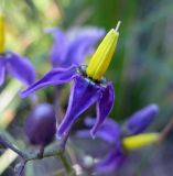 Solanum dulcamara