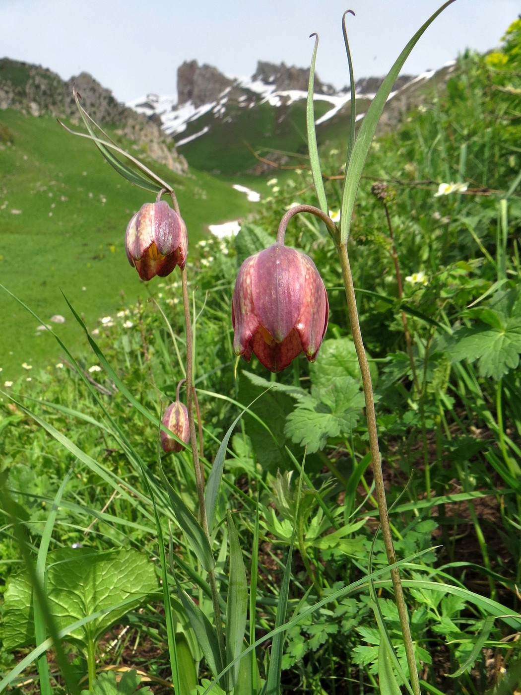 Изображение особи Fritillaria regelii.