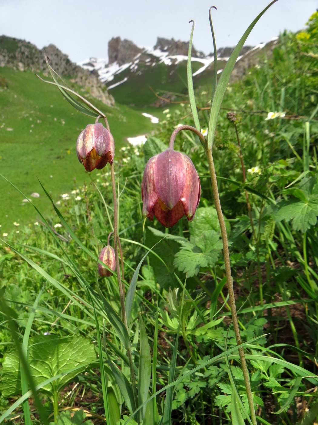 Image of Fritillaria regelii specimen.