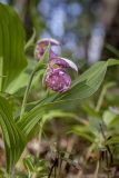 Cypripedium guttatum