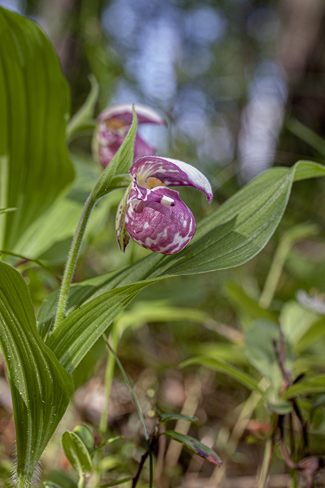 Image of Cypripedium guttatum specimen.