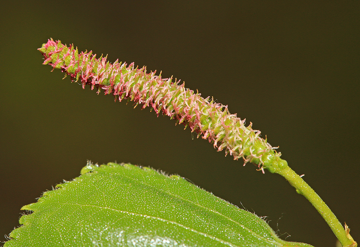 Изображение особи Betula platyphylla.