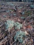 Cladonia arbuscula