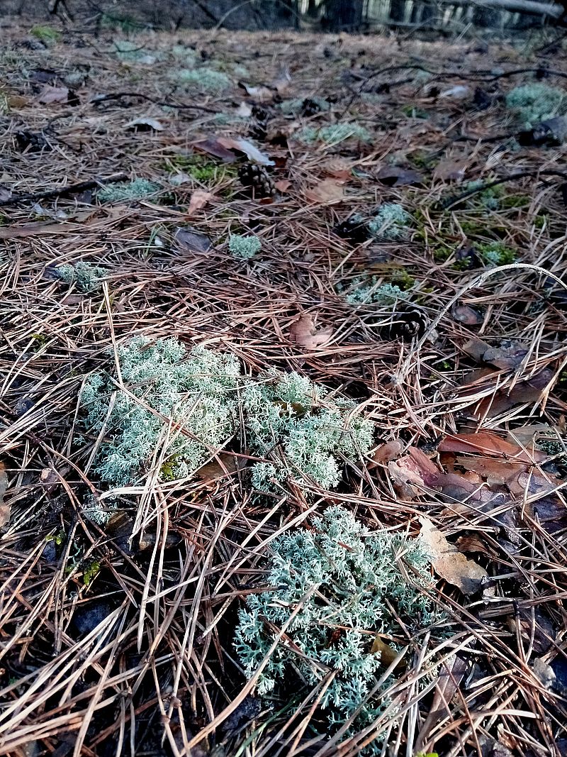 Изображение особи Cladonia arbuscula.