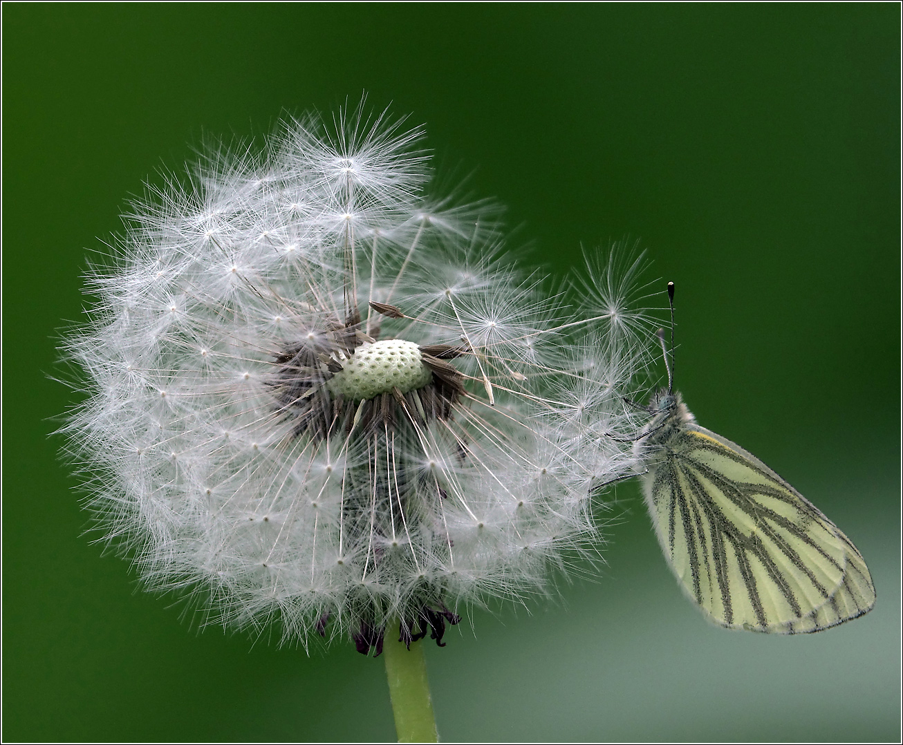 Изображение особи Taraxacum officinale.