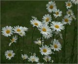 Leucanthemum ircutianum