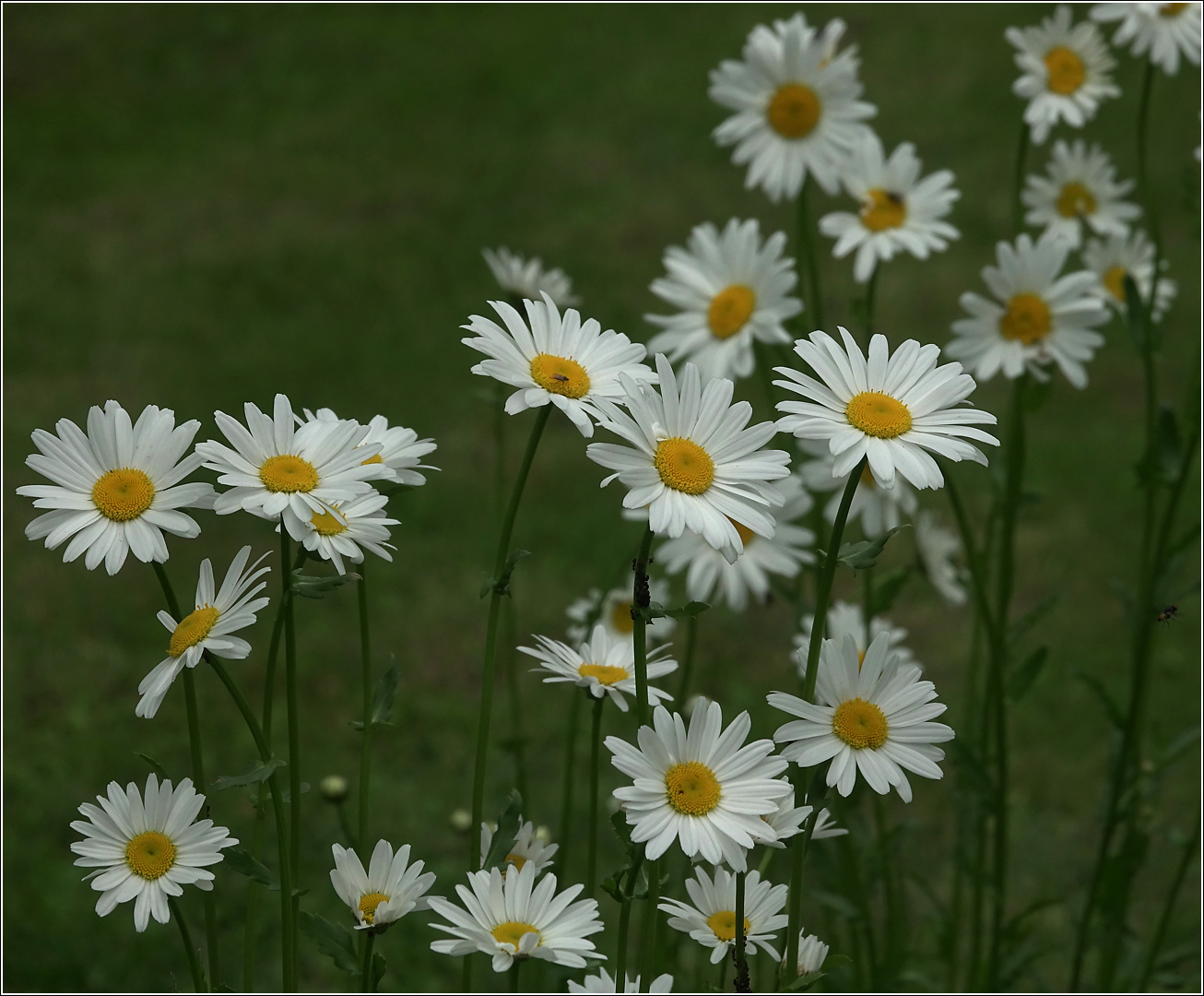 Изображение особи Leucanthemum ircutianum.