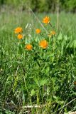 Trollius asiaticus