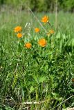 Trollius asiaticus. Цветущие растения (самосев из культуры). Санкт-Петербург, Петродворцовый р-н, окр. Старого Петергофа, край луга. 31.05.2021.