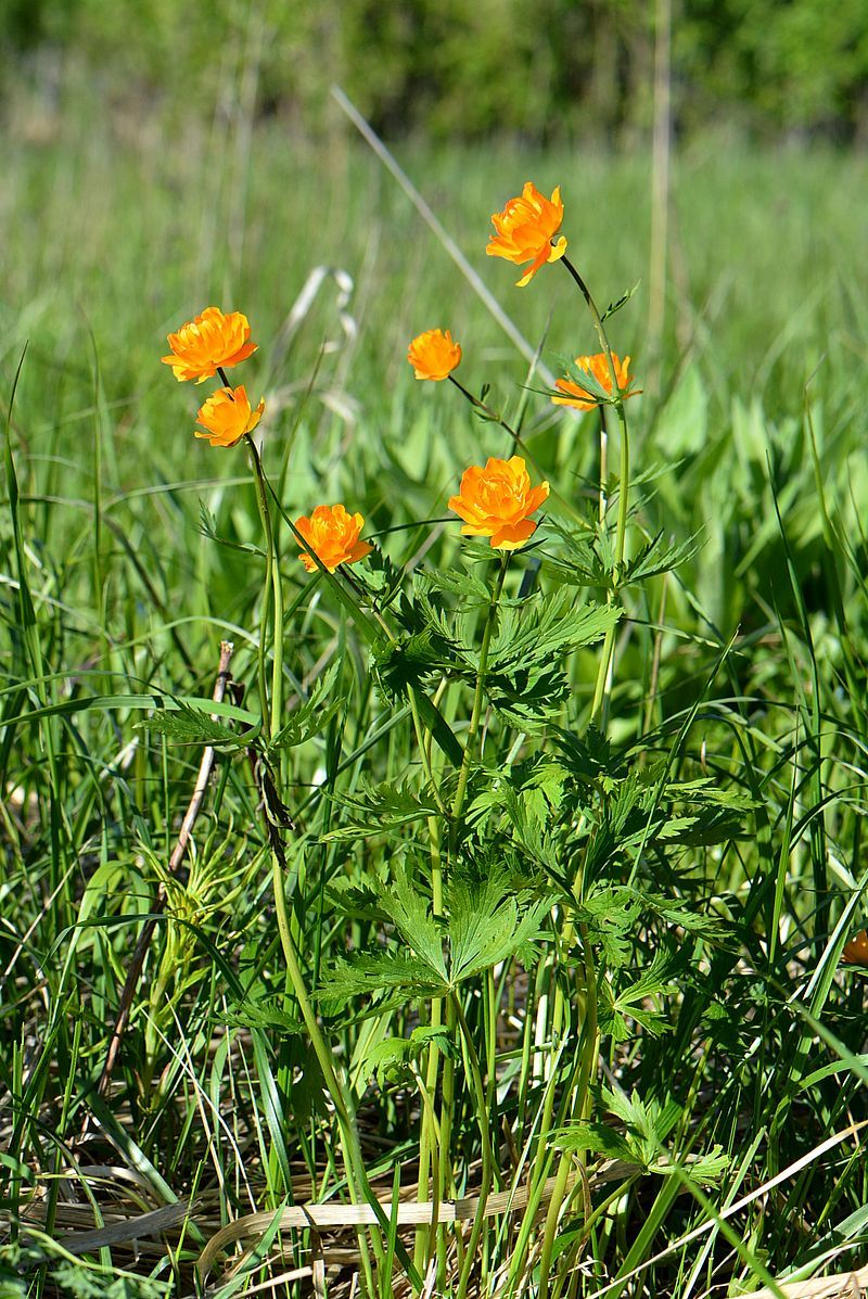 Изображение особи Trollius asiaticus.