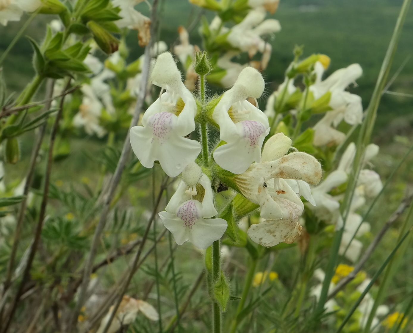 Image of Salvia scabiosifolia specimen.