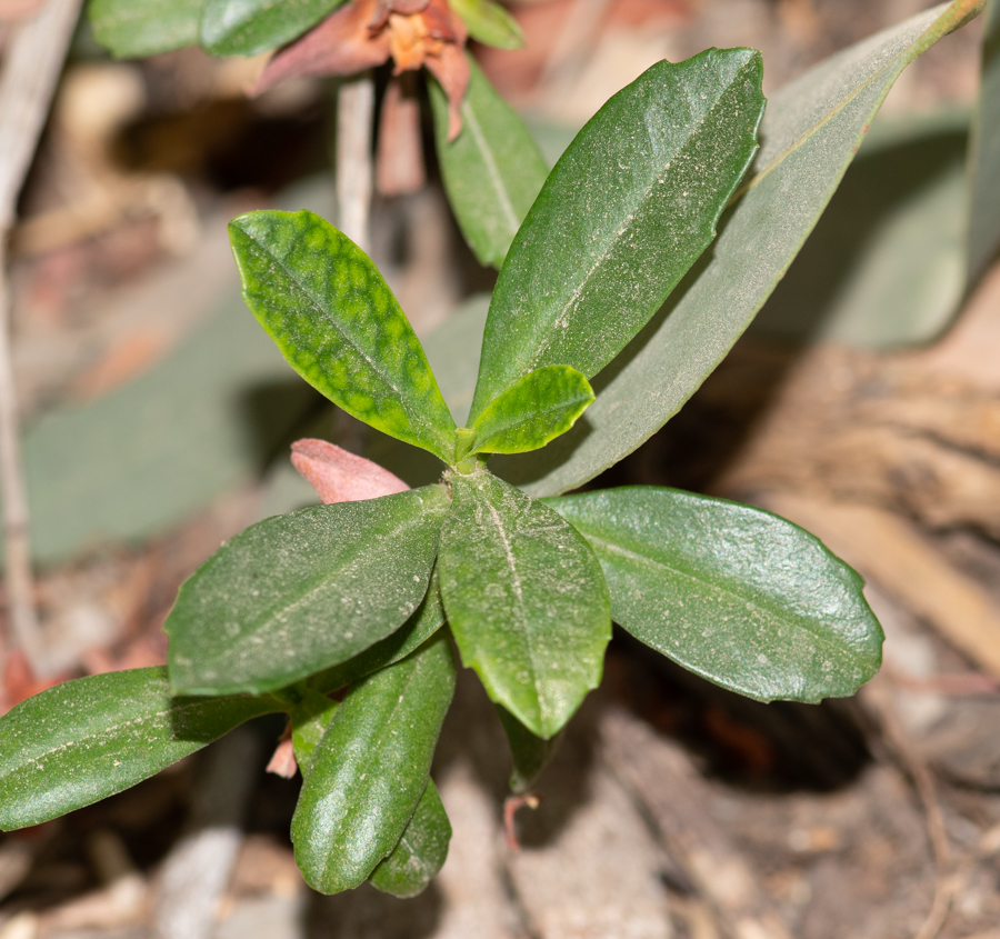 Image of Hibbertia cuneiformis specimen.