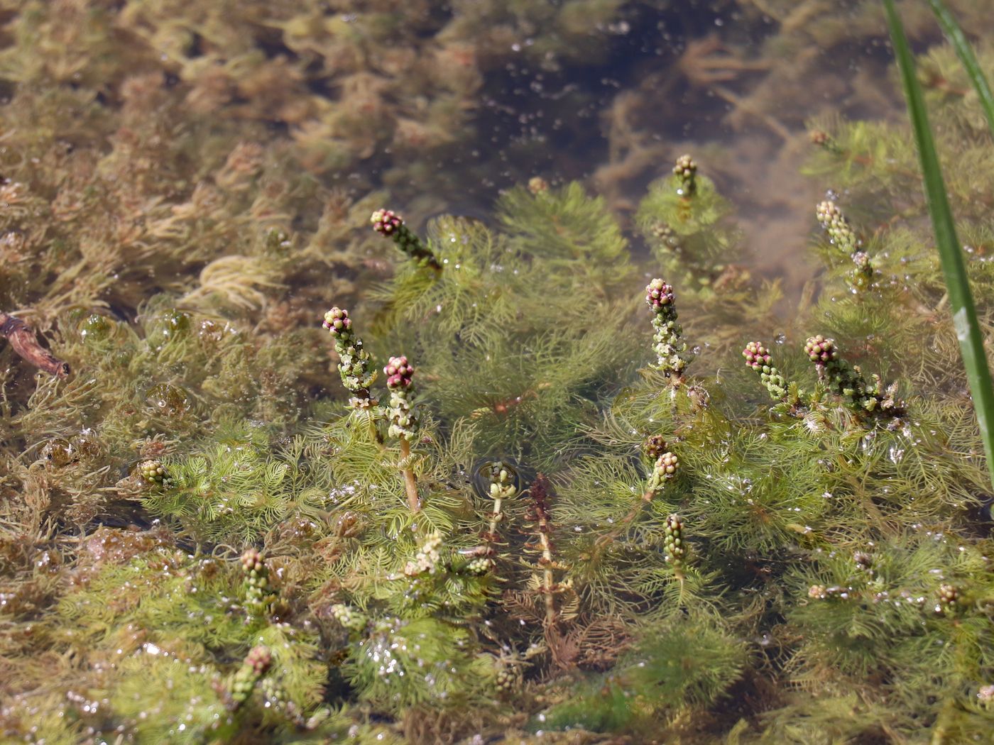 Изображение особи Myriophyllum spicatum.