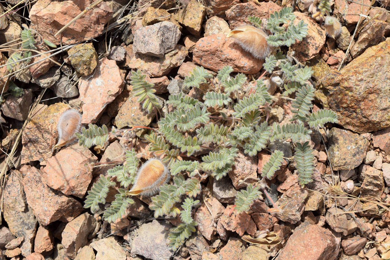 Image of Oxytropis fedtschenkoana specimen.