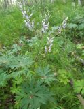 Aconitum septentrionale