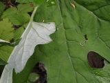 Petasites tatewakianus. Зелёная верхняя поверхность и беловатая войлочная изнанка листа. Приморский край, Лазовский р-н, Лазовский заповедник, 2 км Ю кордона Америка. 17.08.2009.