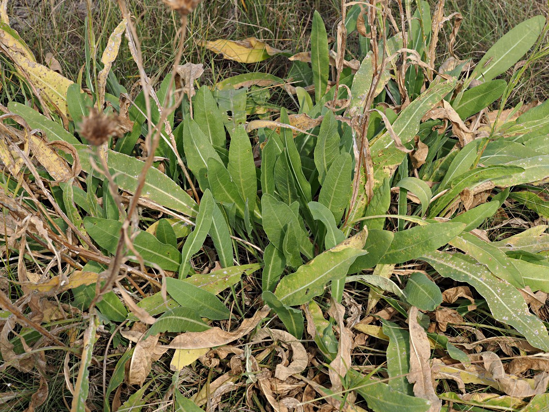 Изображение особи Chartolepis intermedia.