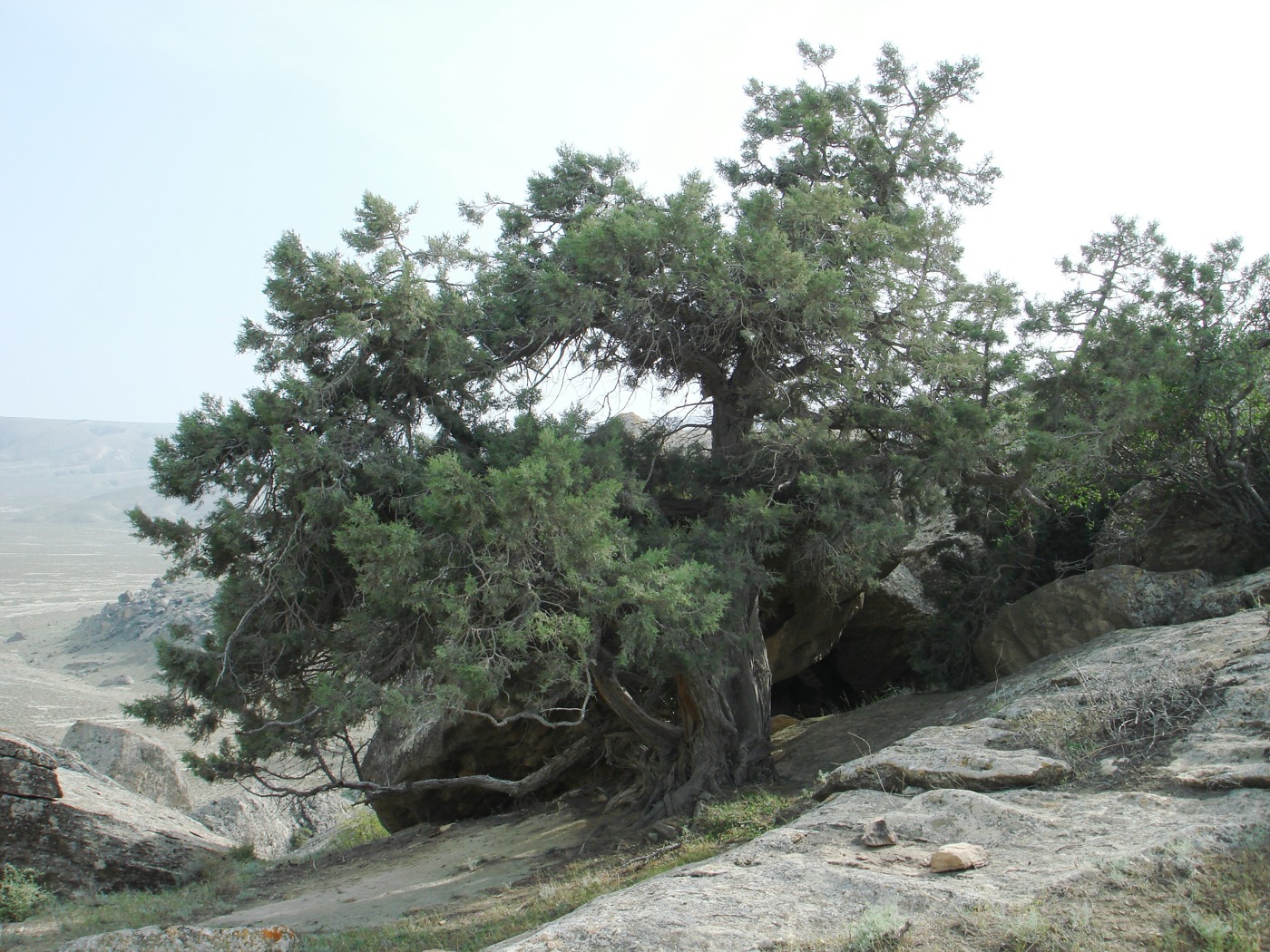 Image of Juniperus polycarpos specimen.