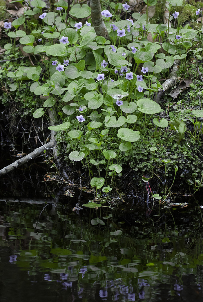 Image of Viola palustris specimen.