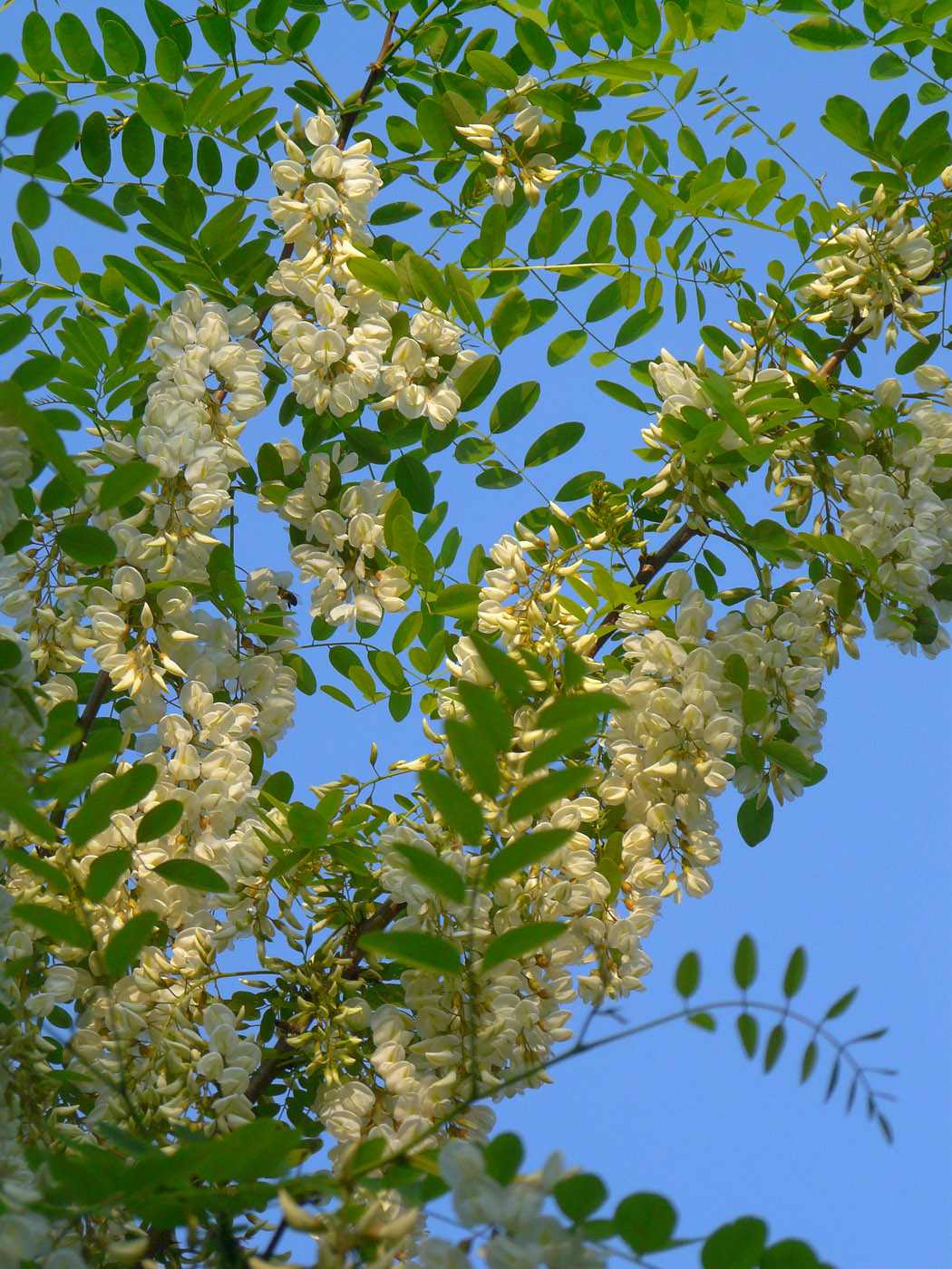 Image of Robinia pseudoacacia specimen.