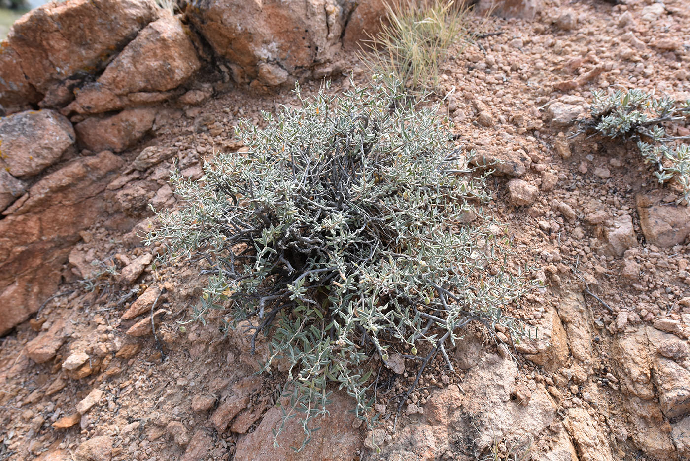 Image of Helianthemum songaricum specimen.