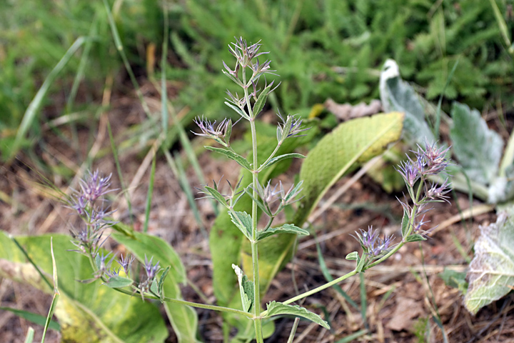 Изображение особи Nepeta ucranica.