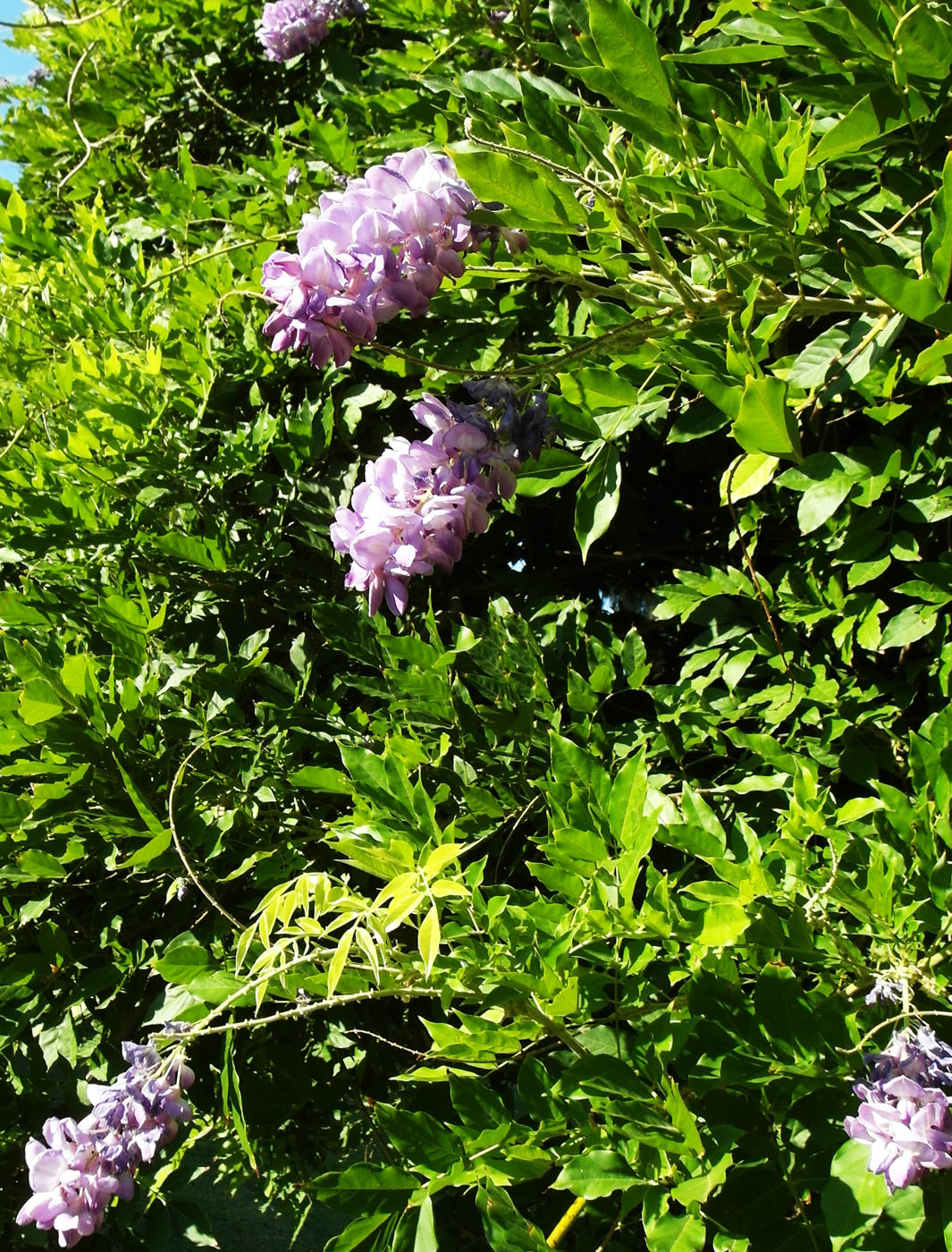 Image of Wisteria sinensis specimen.