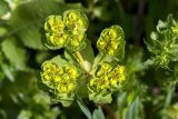 Euphorbia helioscopia