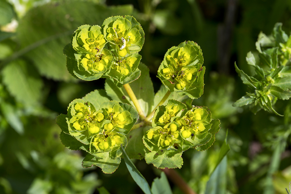 Изображение особи Euphorbia helioscopia.