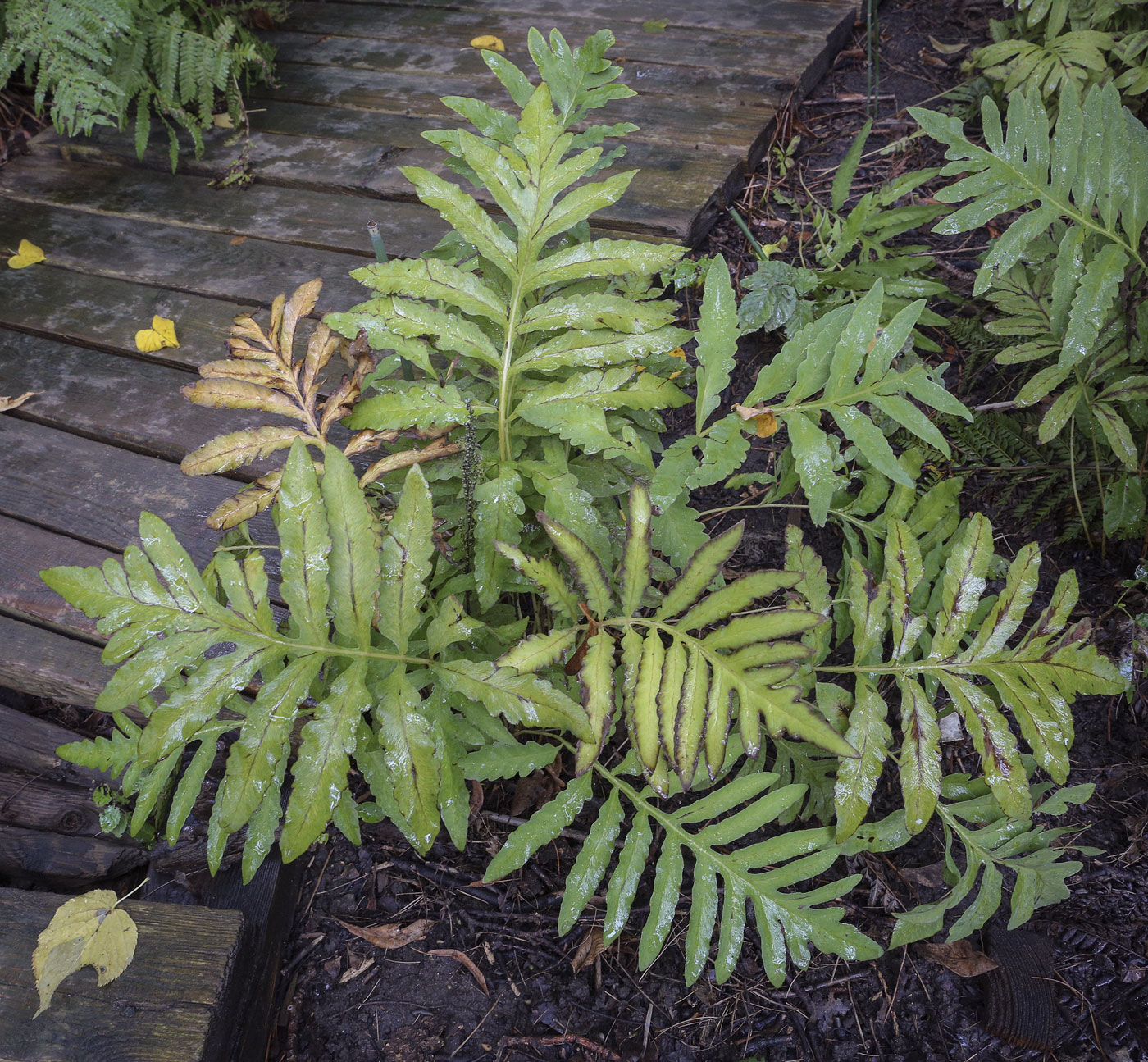 Image of Onoclea sensibilis specimen.