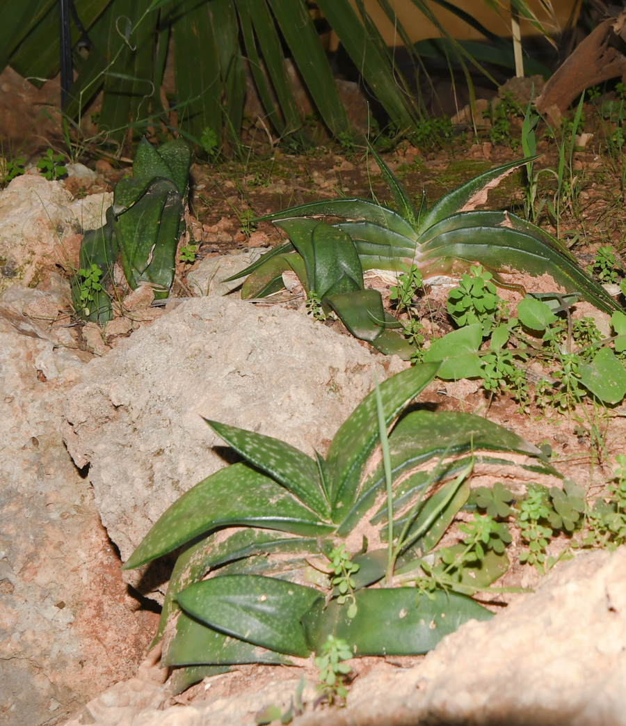 Изображение особи Gasteria obliqua.