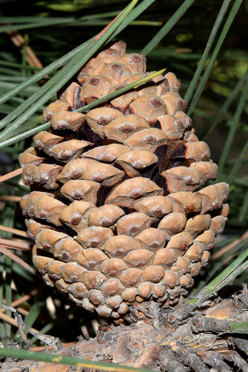 Image of Pinus pallasiana specimen.