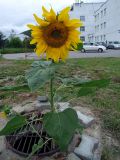 Helianthus annuus