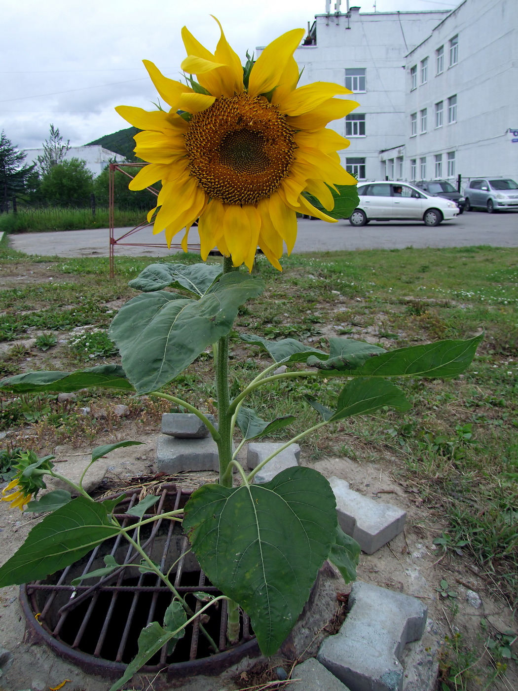 Image of Helianthus annuus specimen.