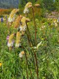 Sanguisorba alpina. Верхушка цветущего растения с питающейся мухой. Красноярский край, Ермаковский р-н, парк \"Ергаки\", Западный Саян, северная оконечность Куртушибинского хребта, склон к Чёрному оз., субальпийский луг. 10.08.2020.