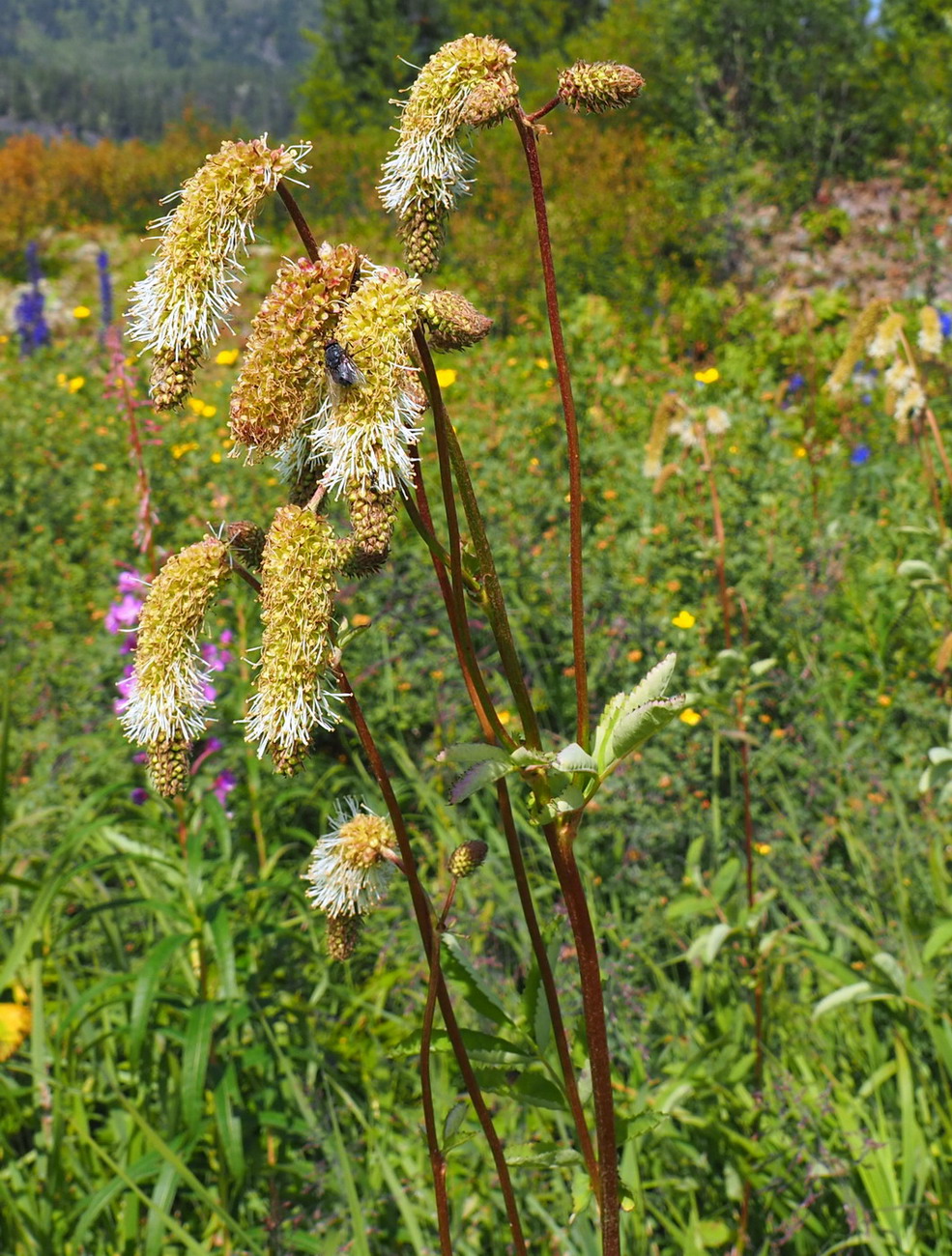 Изображение особи Sanguisorba alpina.