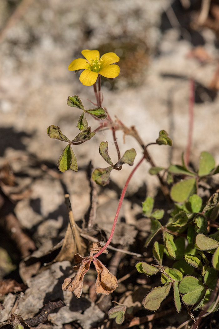 Изображение особи Oxalis corniculata.