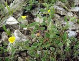 Helianthemum salicifolium