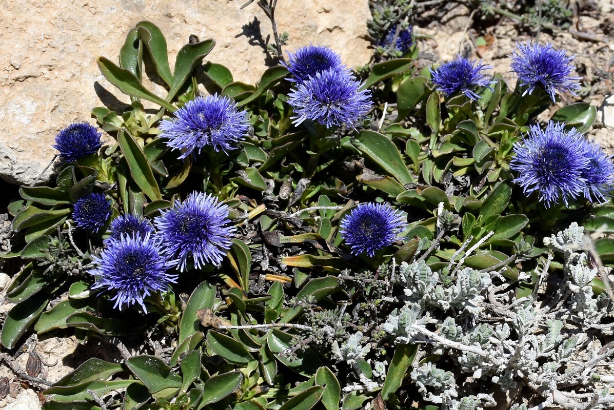 Image of Globularia trichosantha specimen.