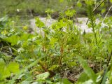 Geranium lucidum