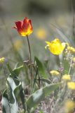 Tulipa suaveolens