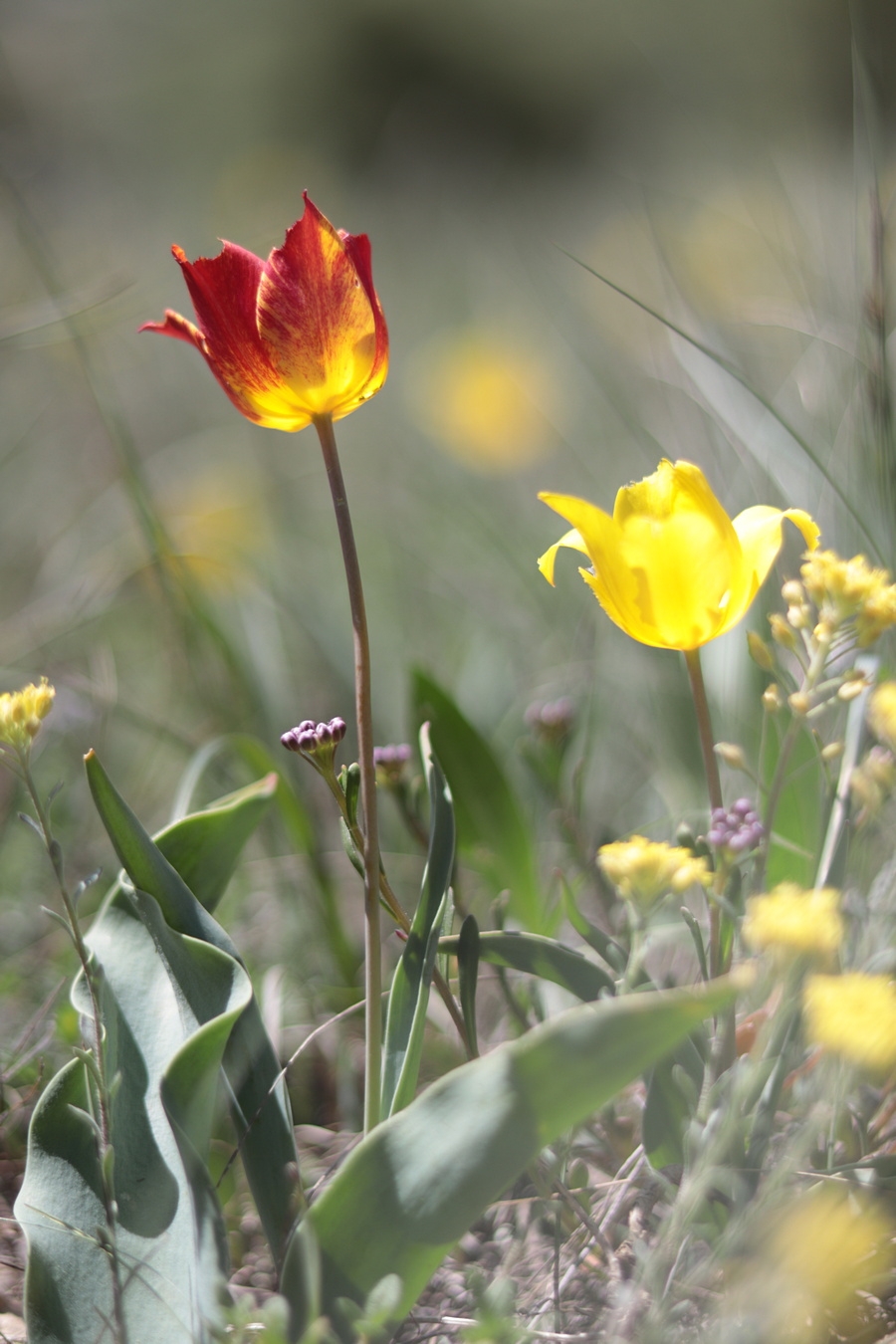 Изображение особи Tulipa suaveolens.
