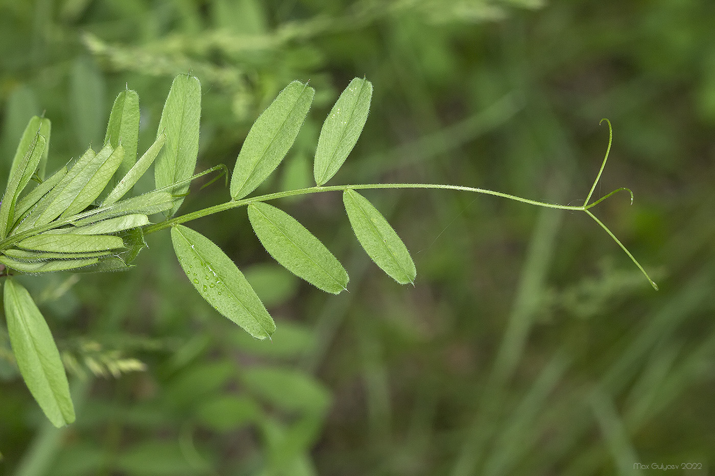 Изображение особи Vicia angustifolia.