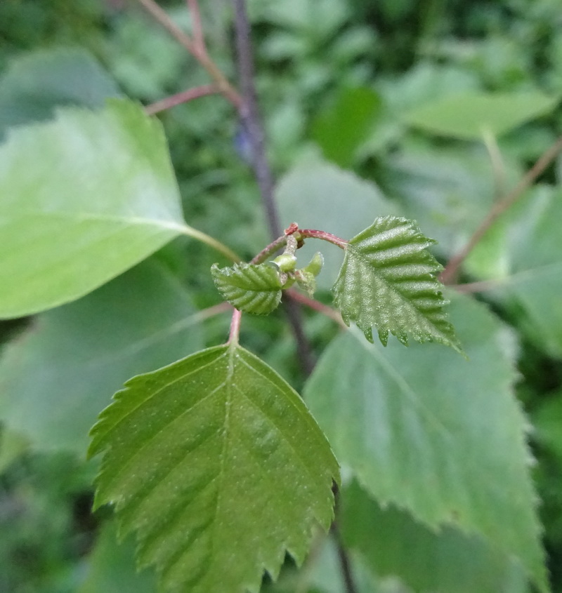 Изображение особи Betula pendula.