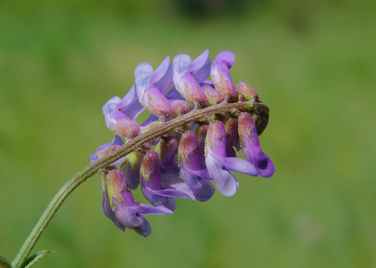 Image of Vicia cracca specimen.