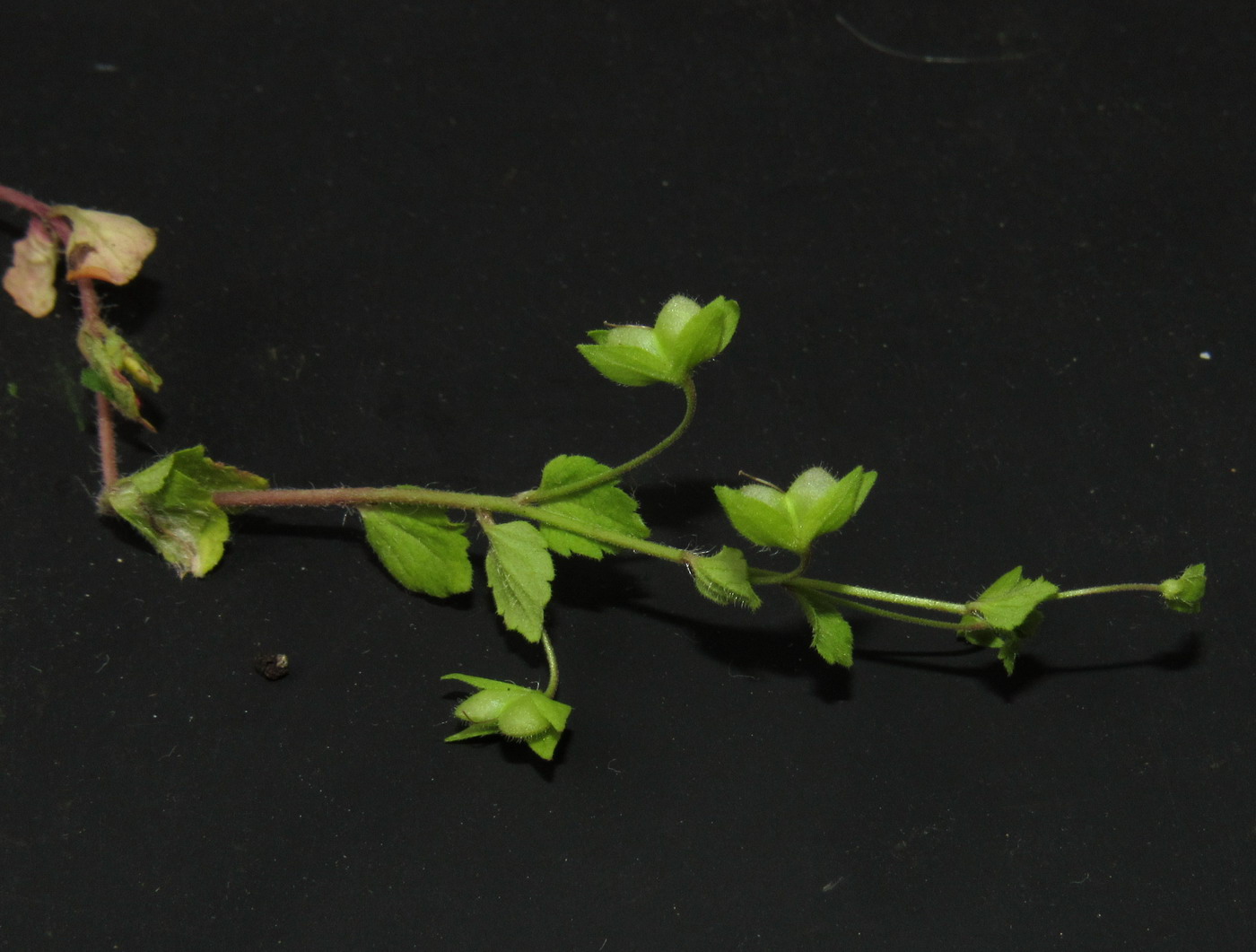 Image of Veronica persica specimen.