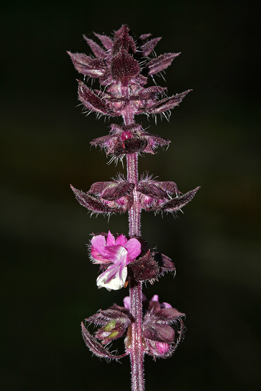 Image of Ocimum basilicum specimen.