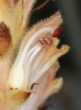 Orobanche caryophyllacea. Цветок в разрезе. Дагестан, окр. с. Талги, луг в понижении на месте бывшего карьера (паразитирует на Galium verum). 21 мая 2022 г.