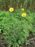 Tragopogon pratensis. Цветущее растение. Санкт-Петербург, Петродворцовый р-н, окр. ж.-д. ст. «Кронштадтская колония», около ж.-д. насыпи. 09.06.2022.