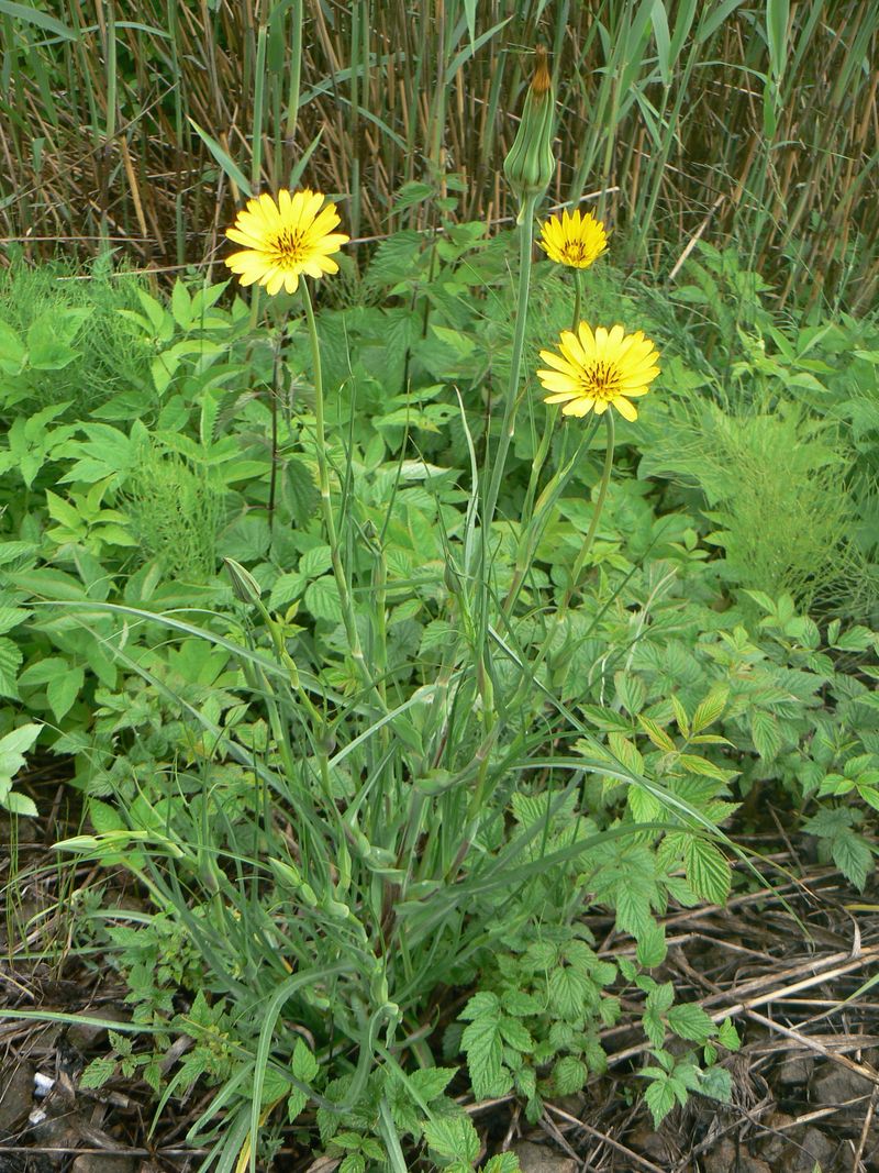 Image of Tragopogon pratensis specimen.